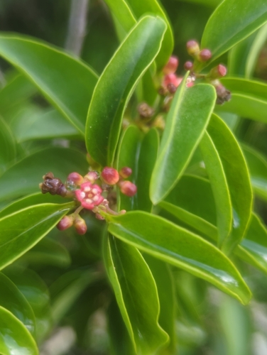 Image of Graytwig (Schoepfia schreberi) by no rights reserved