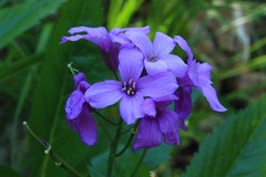 Cardamine pentaphyllos