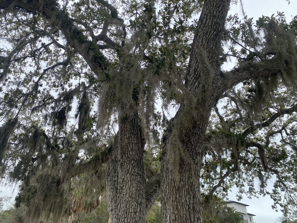 Spanish moss from Ringling College of Art and Design, 萨拉索塔, FL, US on ...