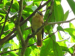 Pachyramphus cinnamomeus