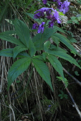 Cardamine pentaphyllos