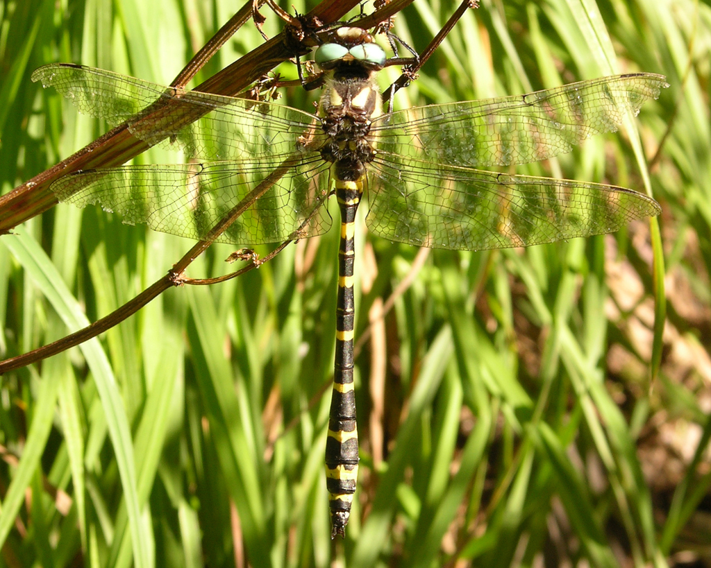 Apache Spiketail