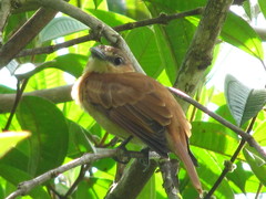 Pachyramphus cinnamomeus