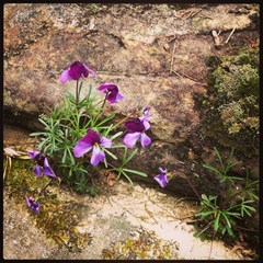 Viola pedata