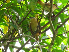 Pachyramphus cinnamomeus