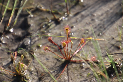 Drosera nidiformis