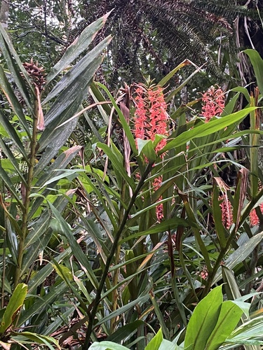 Foto de Gengibre-vermelho