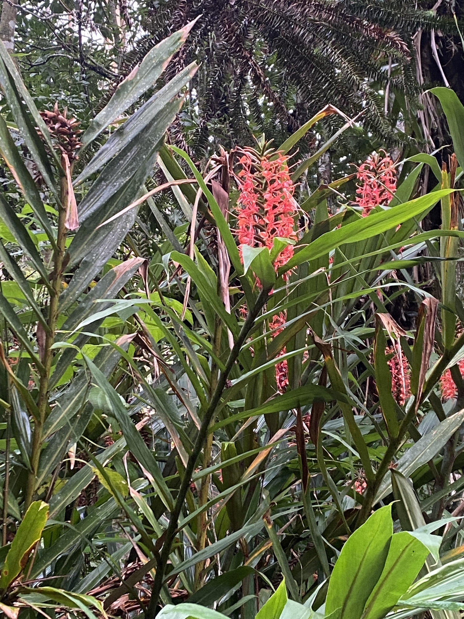Imagem de Gengibre-vermelho