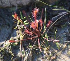 Drosera nidiformis