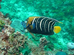 Goldtail Angelfish photo 3