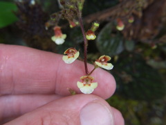 Gloxinia erinoides