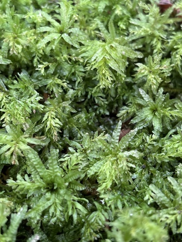 Vingialapė lapūnė nuotrauka