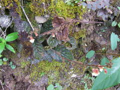 Gloxinia erinoides