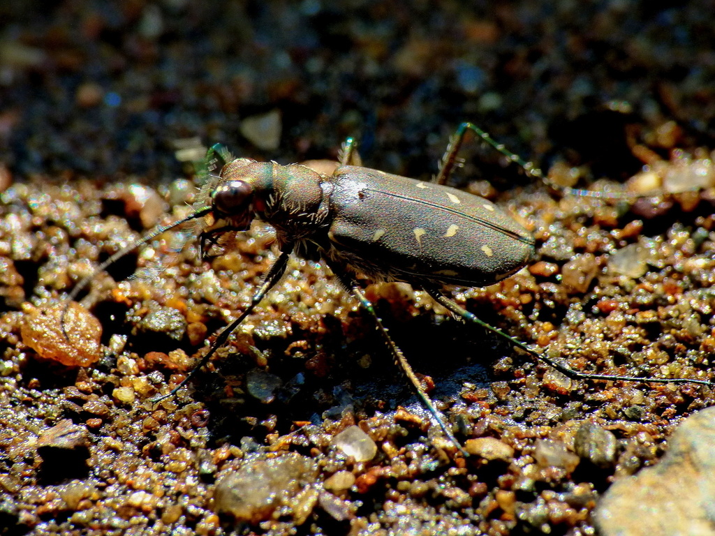 Calomera fowleri