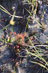 Drosera nidiformis