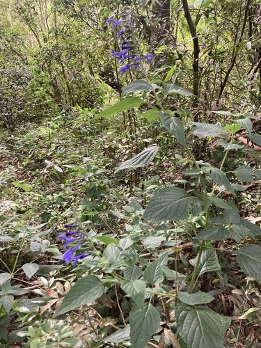 Foto de Sálvia azul