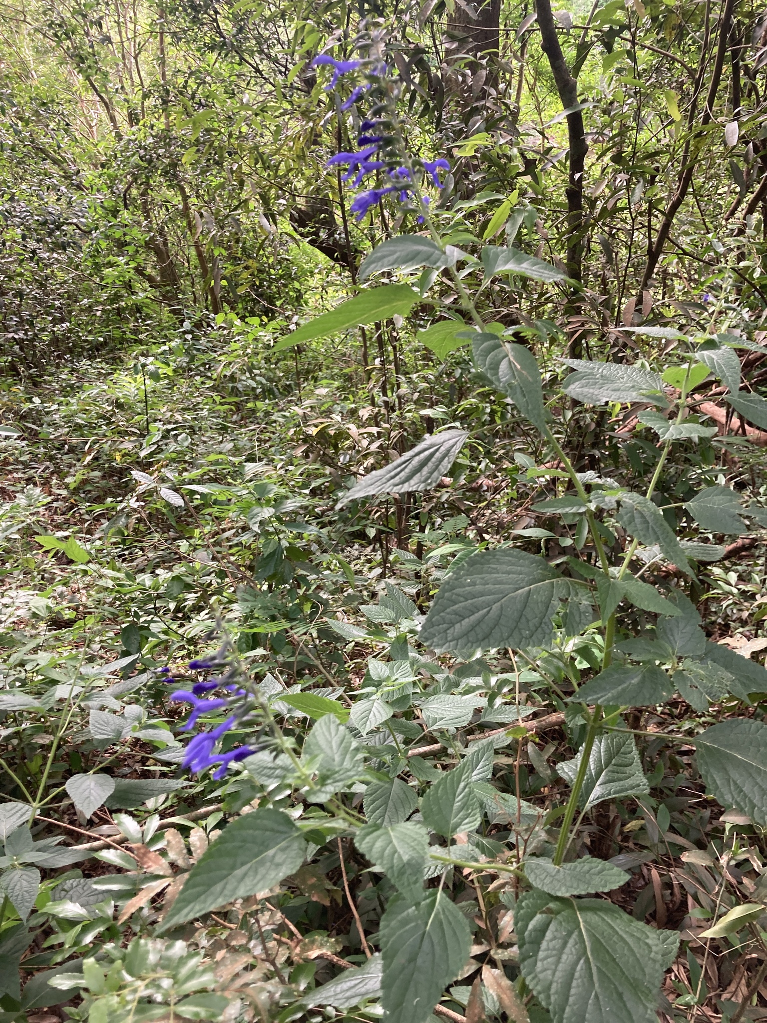 Imagem de Sálvia azul