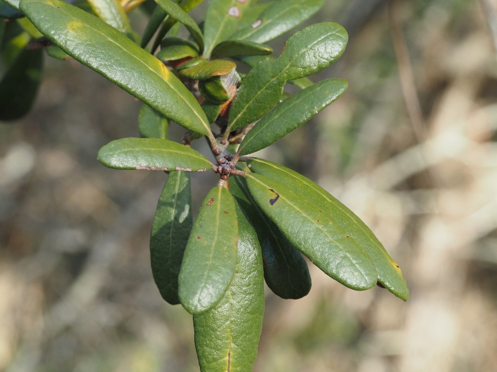 sand live oak in January 2024 by Eric Blomberg · iNaturalist