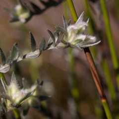 Amphithalea tomentosa