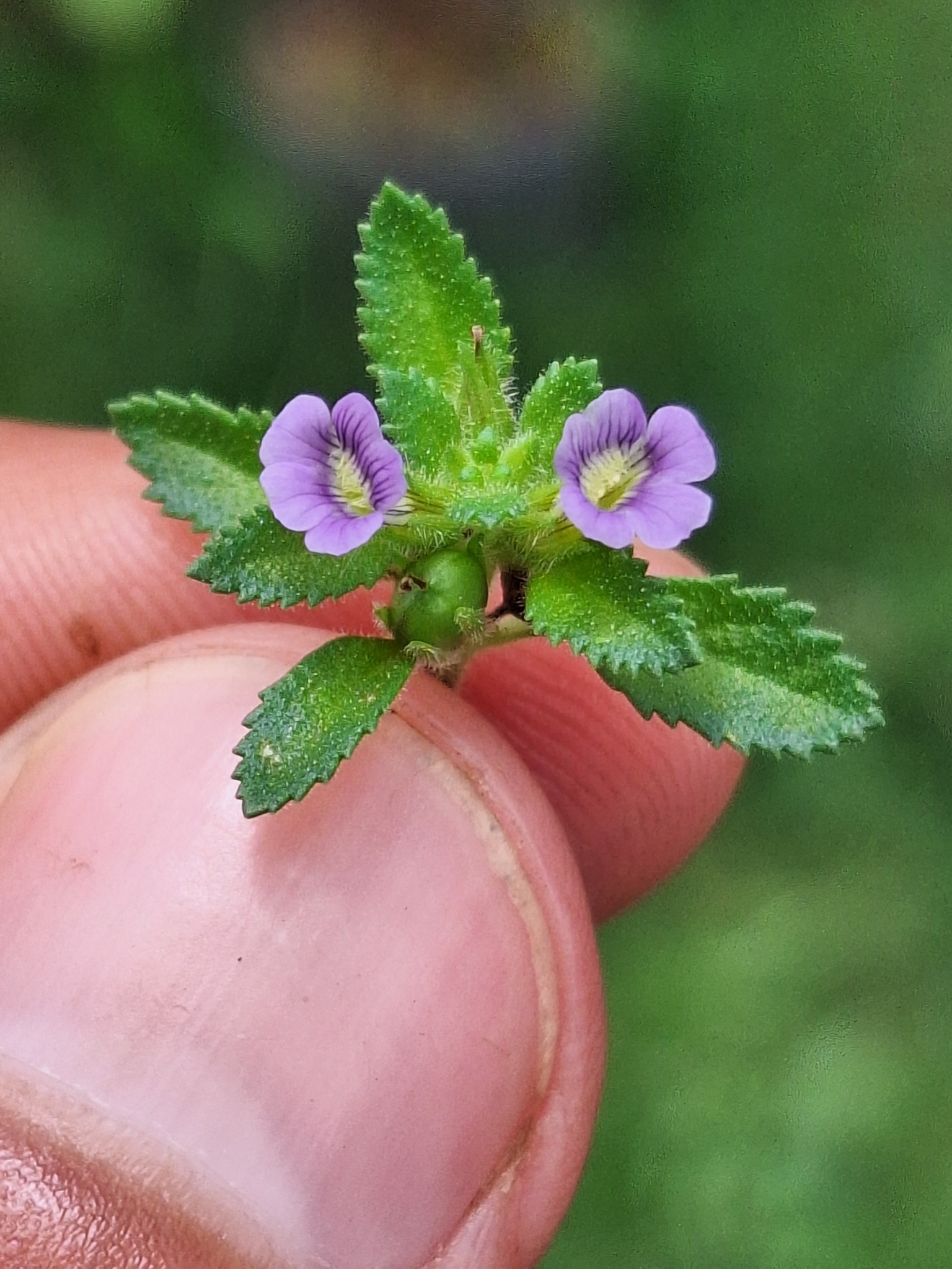 Stemodia verticillata