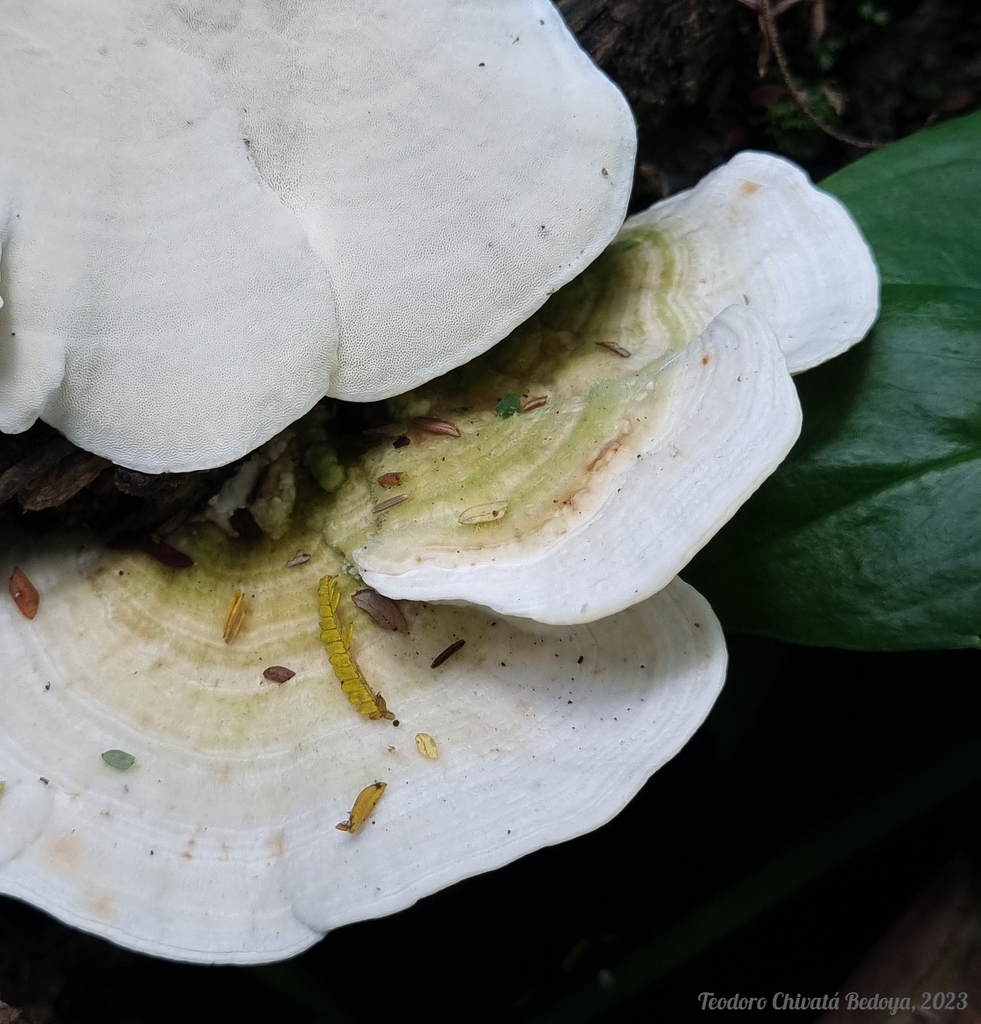 Trametes pavonia