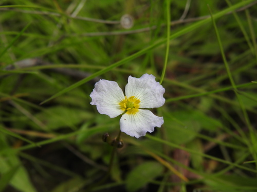 Image of Baldellia repens by (c) Duarte Frade, some rights reserved (CC BY)