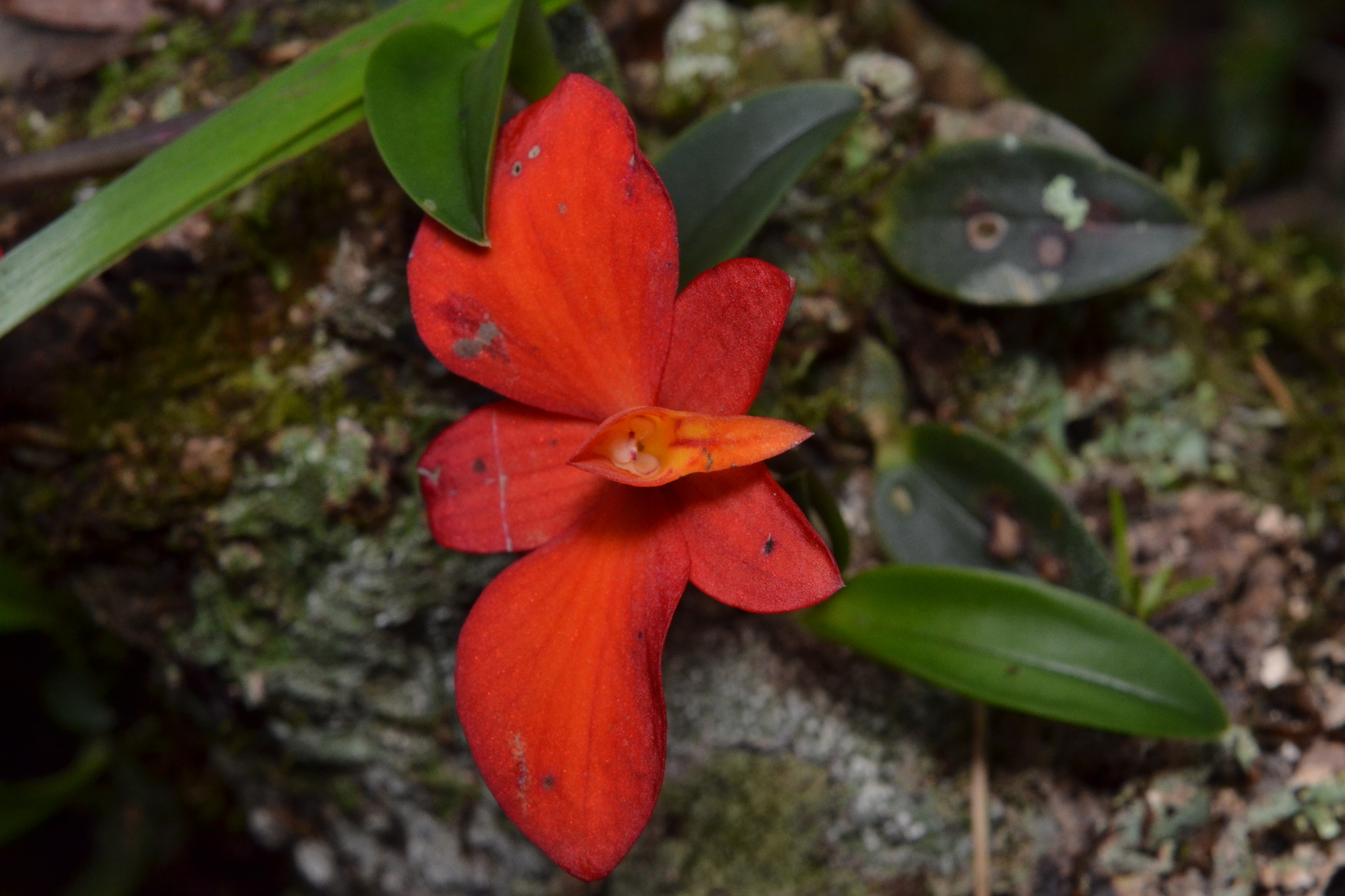 Imagem de Orquídea
