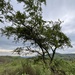 Acacia lahai