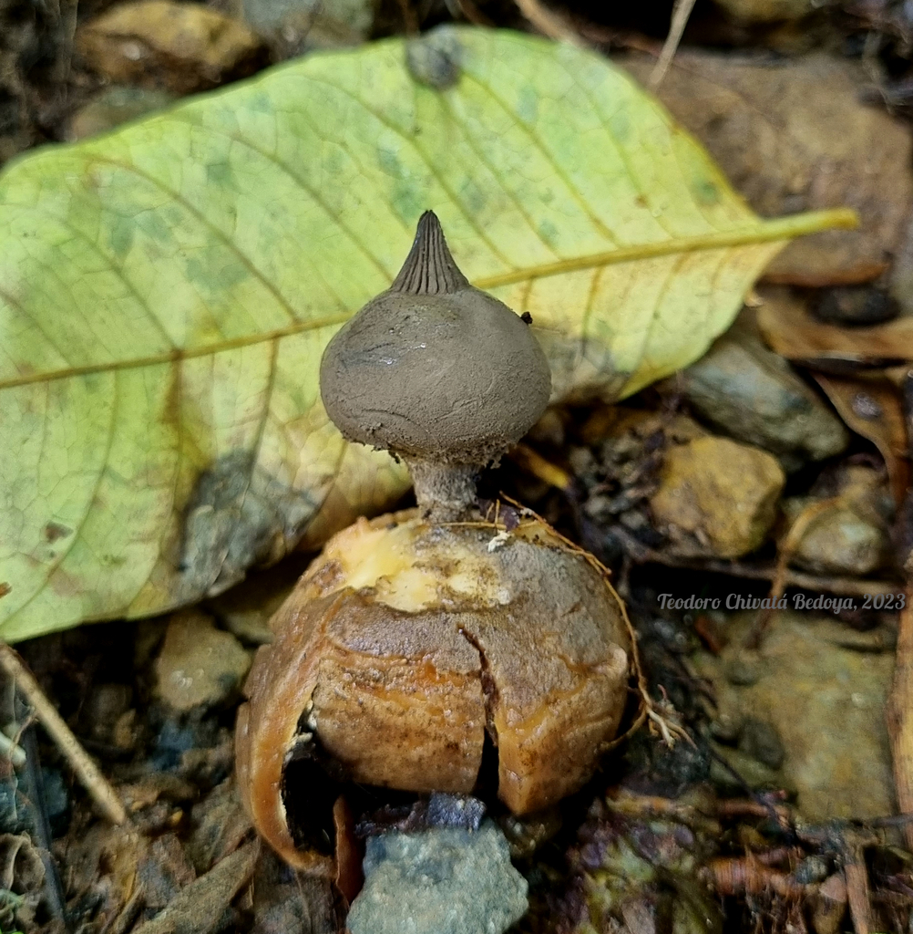Geastrum pectinatum · July 2023 · photo: © teodoro_chivatabedoya (iNaturalist, cc-by)