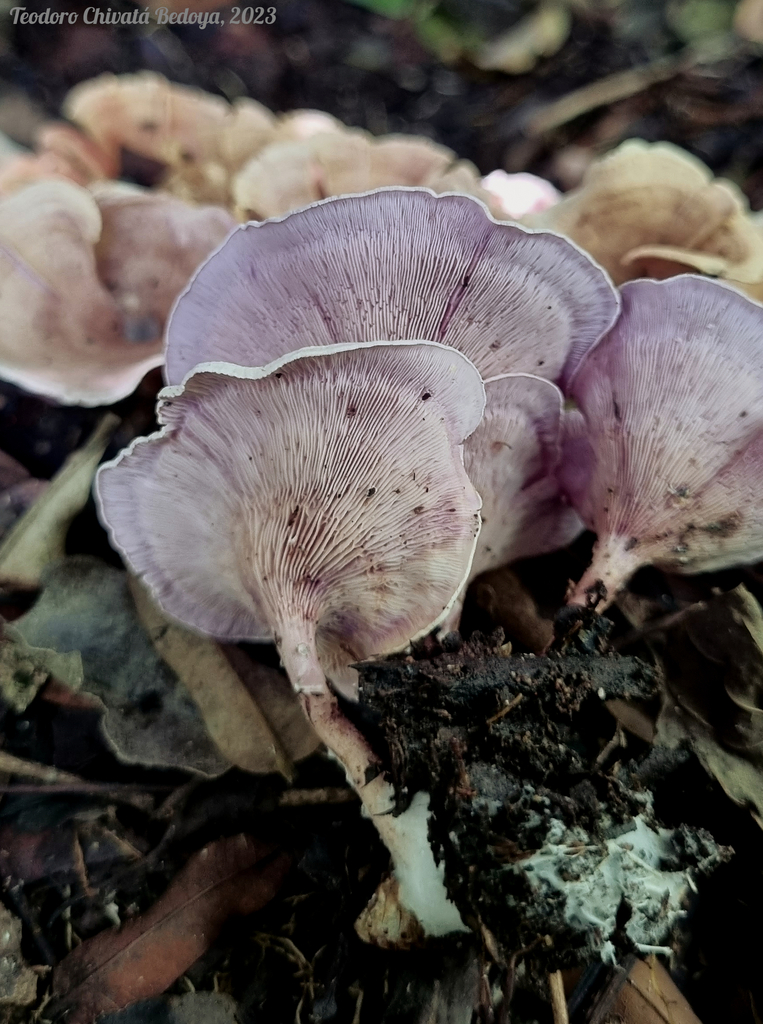 Trogia cantharelloides
