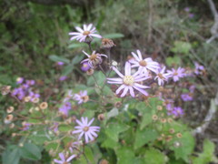 Pericallis echinata