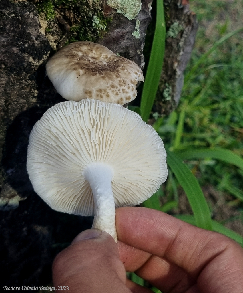 Oudemansiella cubensis · July 2023 · photo: © teodoro_chivatabedoya (iNaturalist, cc-by)