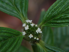 Spermacoce brownii