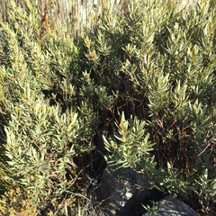 Grubbia tomentosa