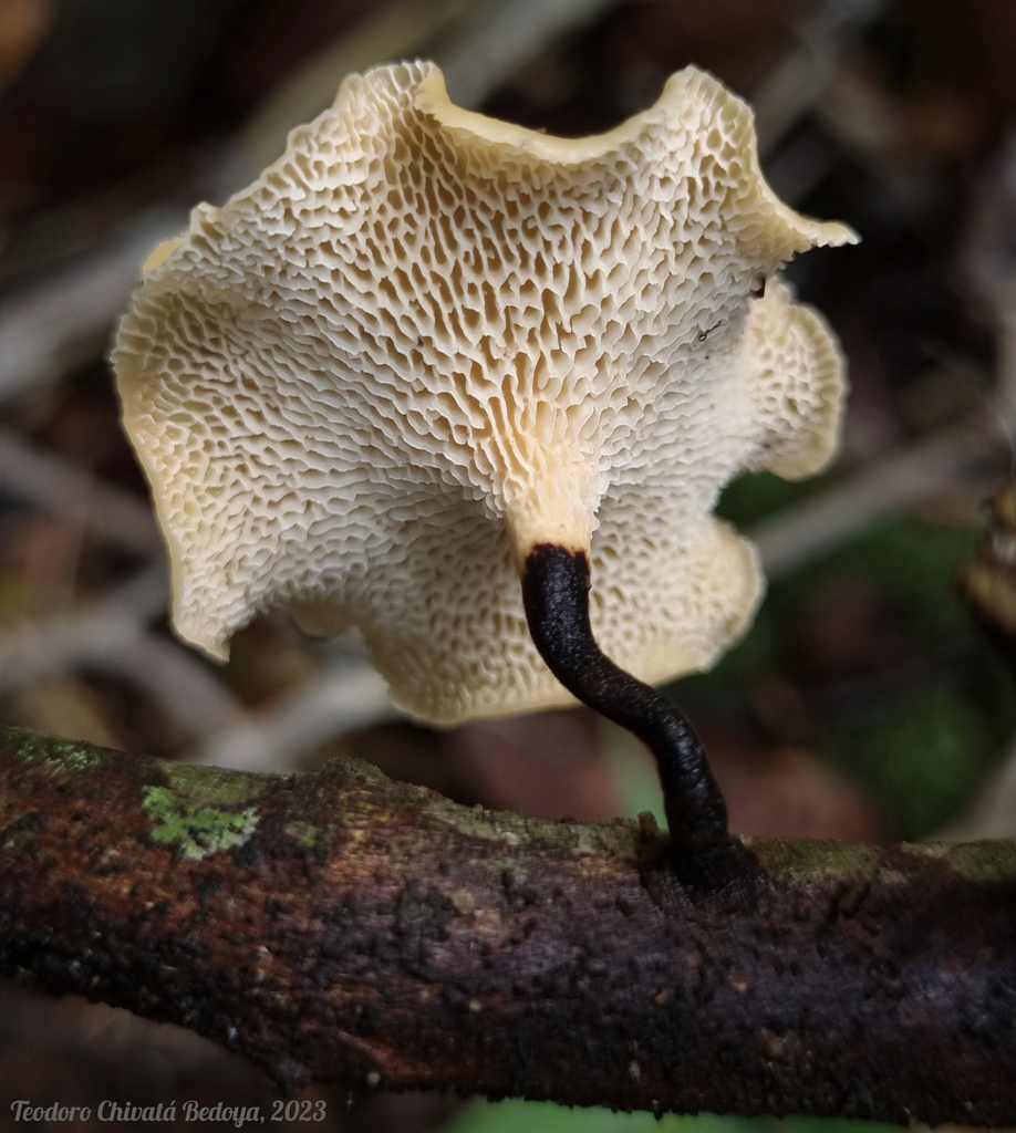 Polyporus guianensis · August 2023 · photo: © teodoro_chivatabedoya (iNaturalist, cc-by)
