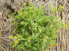 Rorippa islandica