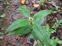 Spermacoce brownii