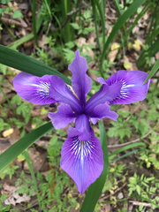 Iris douglasiana