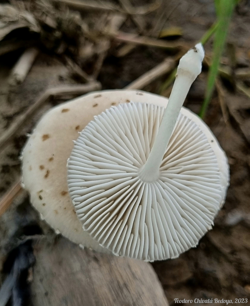 Oudemansiella cubensis · July 2023 · photo: © teodoro_chivatabedoya (iNaturalist, cc-by)