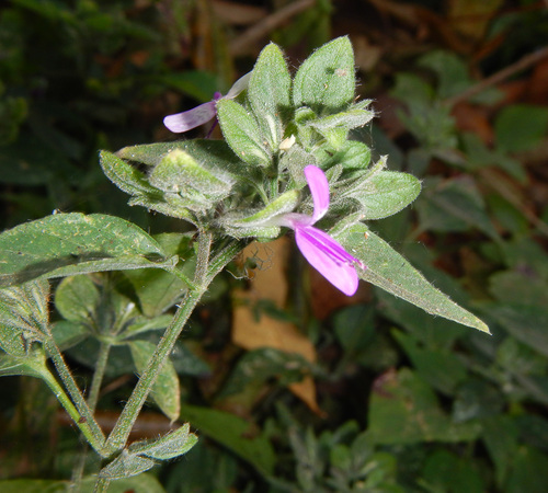 Dicliptera maculata hirta