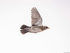 Fieldfare photo 5