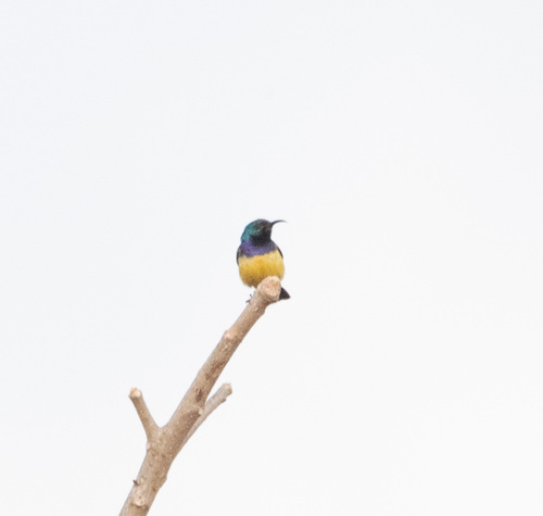 Variable Sunbird