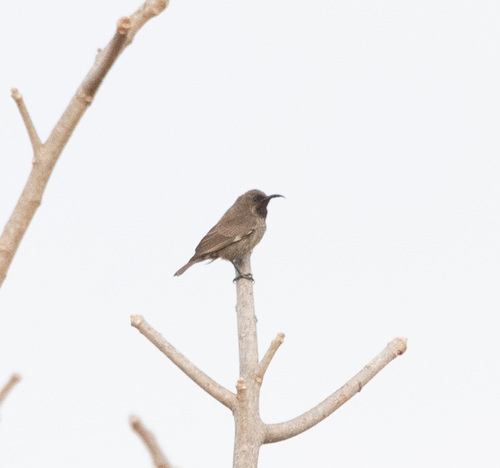 Amethyst Sunbird