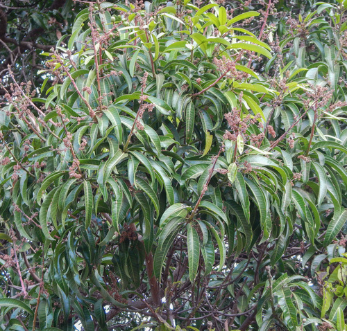 Indian mango