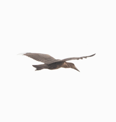 Hamerkop