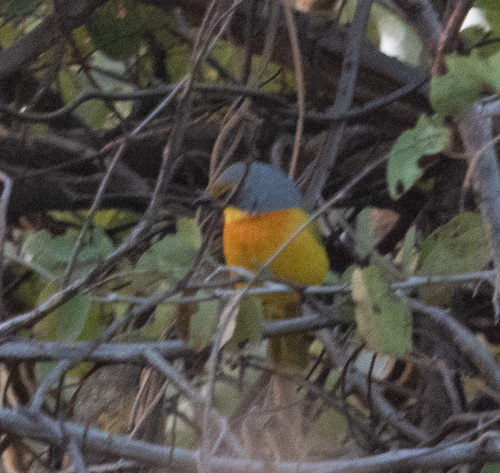Sulphur-breasted Bushshrike