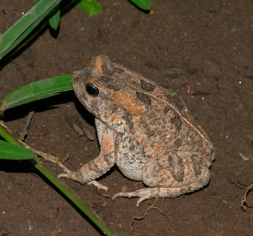 Eastern Flat-backed Toad