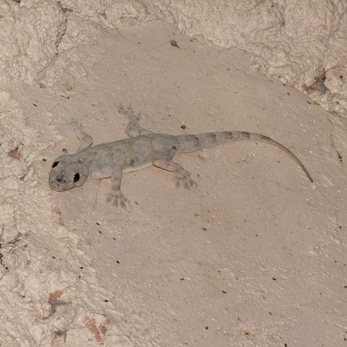 Tropical House Gecko