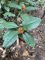 Palicourea racemosa image