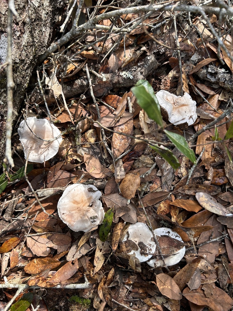Tricholoma sp. 'FL03'